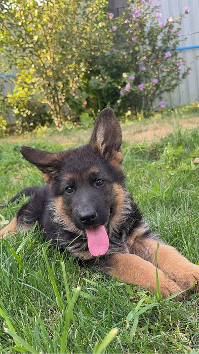 Щенки немецкой овчарки