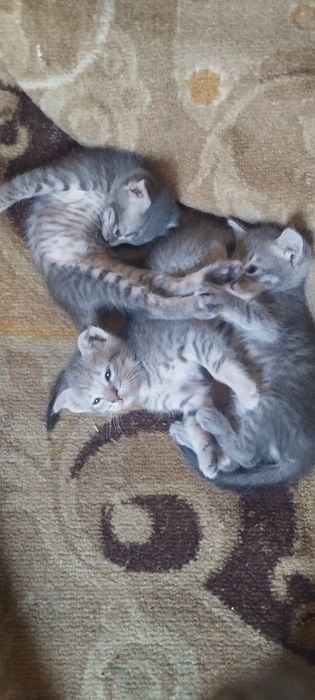 Котята продам шотландская