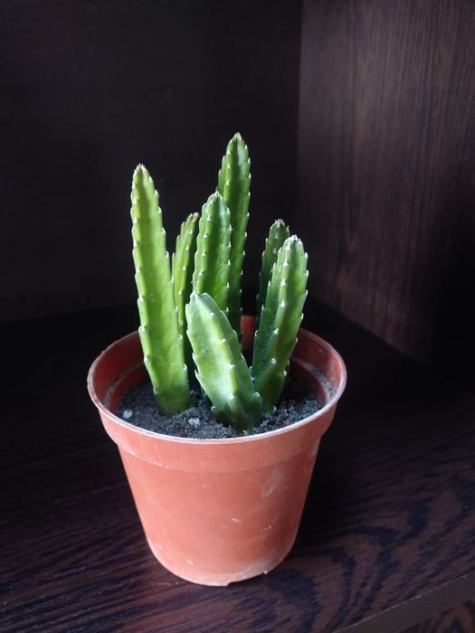 Срочно продаётся Стапелии