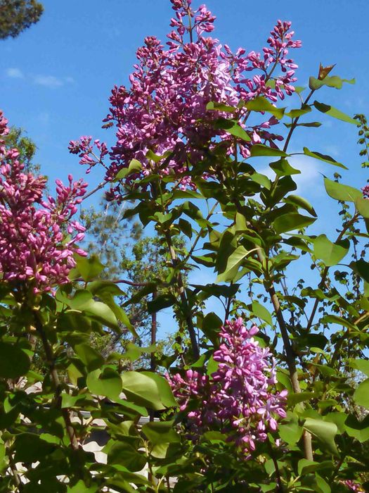 Калина Саржента цветущий кустарник и др.