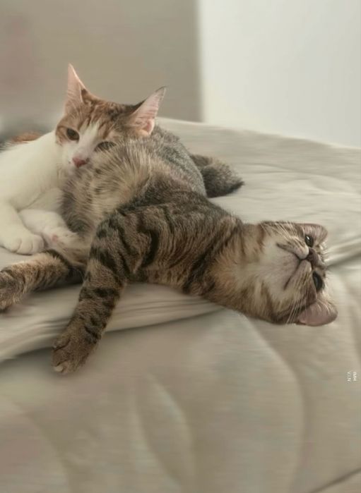 Търси се любящ дом за гальовна котка Зевс