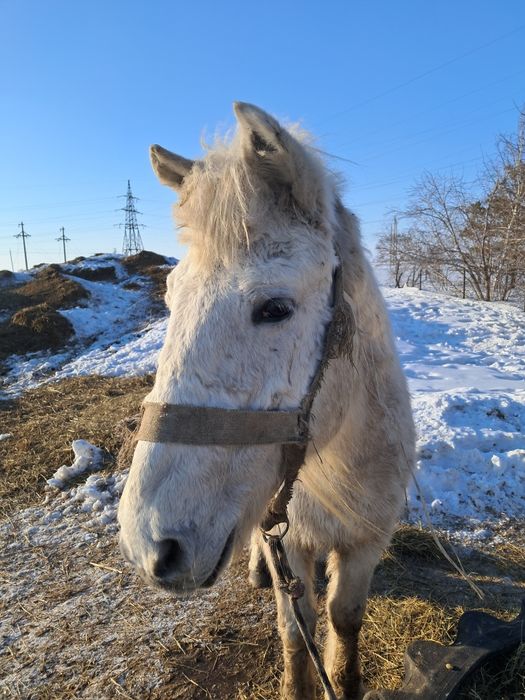 Сәлеметсіңдерме ат сатылады!