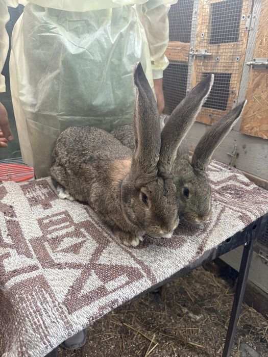 Masculi Urias German