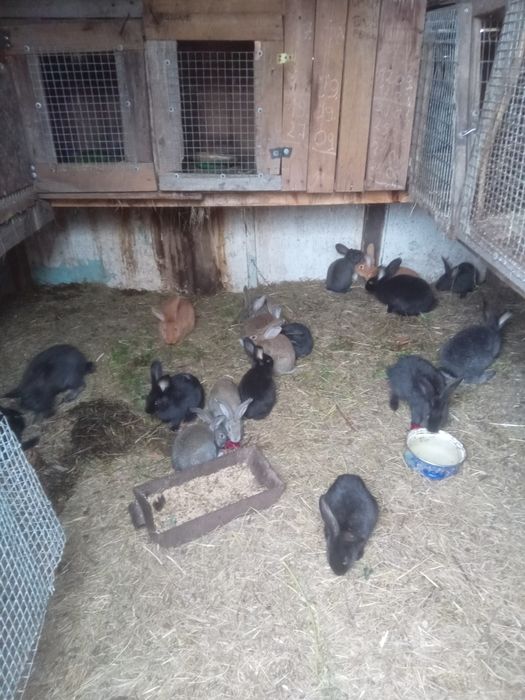 Кролики и мясо кролика.