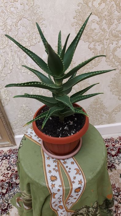 Алое комнатное.Продаю.