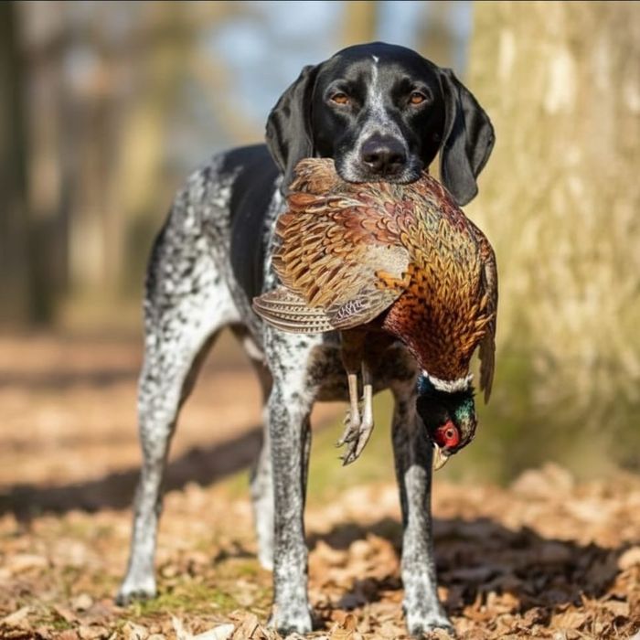 Продам щенков породы курцхаар.