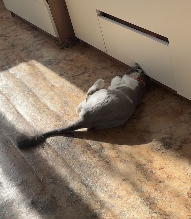 Отдам кошку в добрые руки