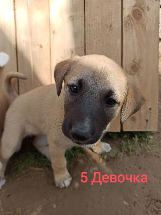 Щенки в ответственные руки!