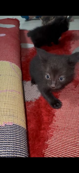 Отдам бесплатно