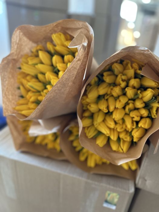 Тюльпаны большие оптом