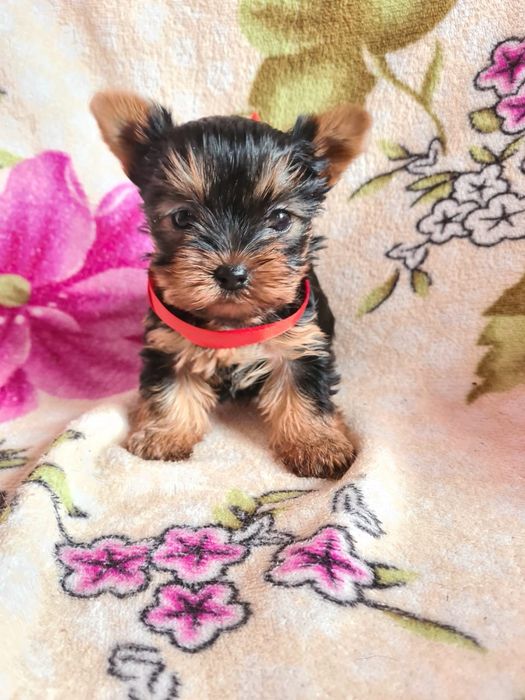 Померанский шпиц