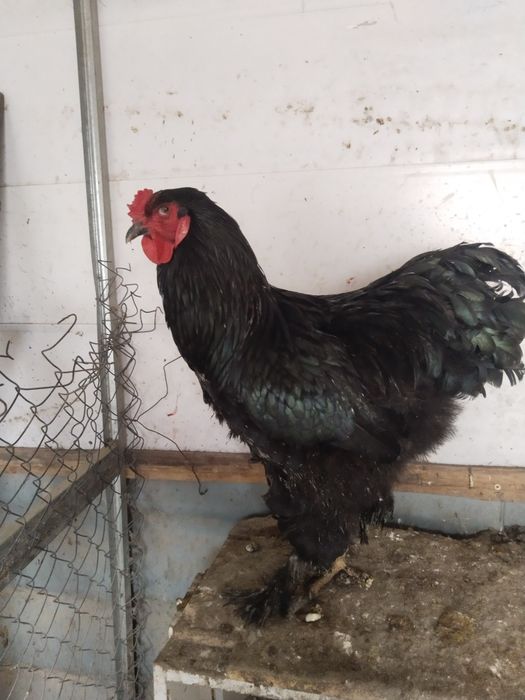 Продам петухов брама и дакан