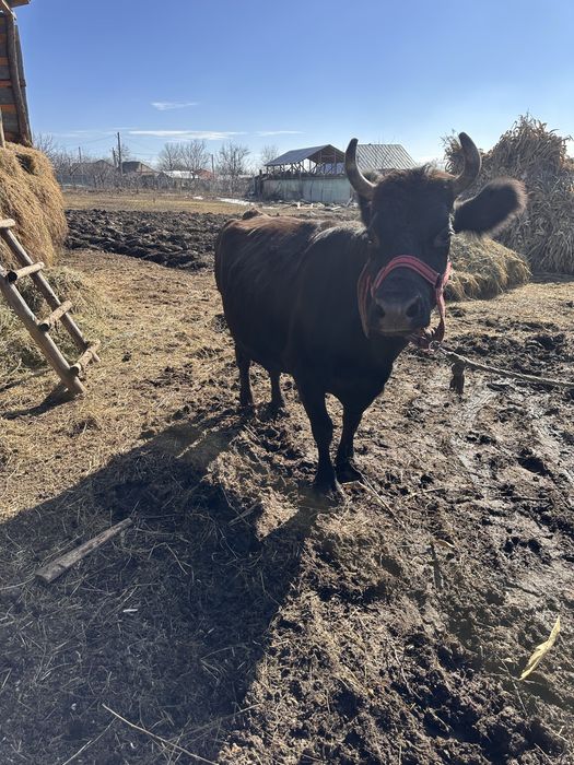 De vanzare detalii la telefon +40 (762) 757 749