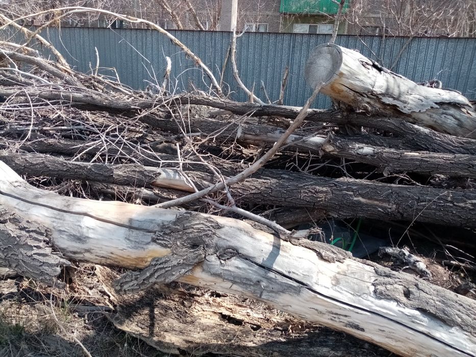 Дрова бесплатно. Караганда