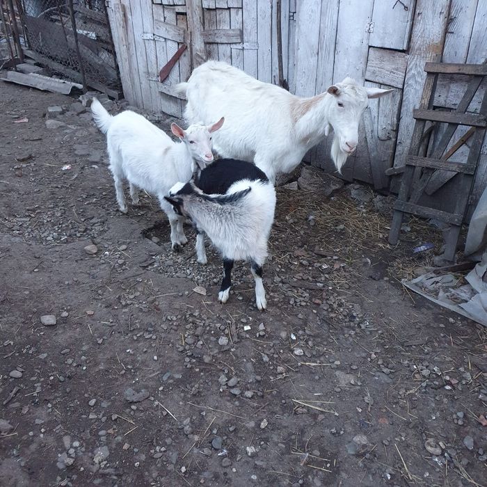 Capra rasa nemteasca