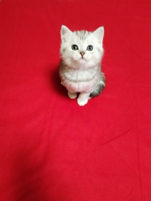 Puiut british shorth hair