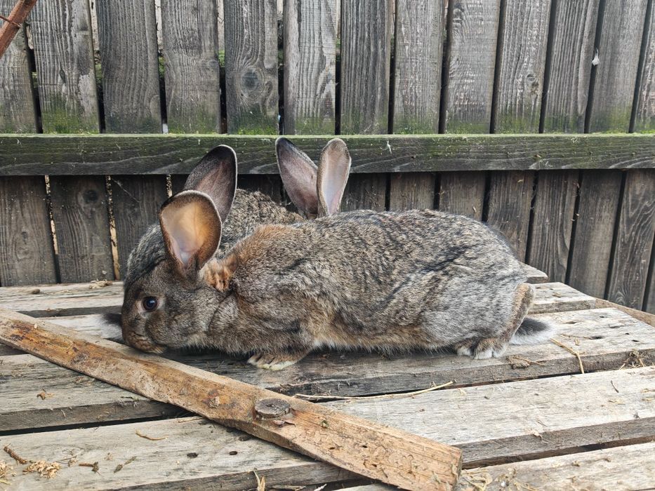 Iepuri metis uriaș german