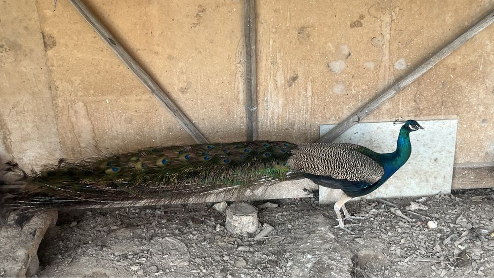 Сатылады хабарласыныздар!!!