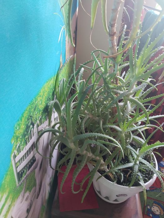 Продам огромное лечебное Алое