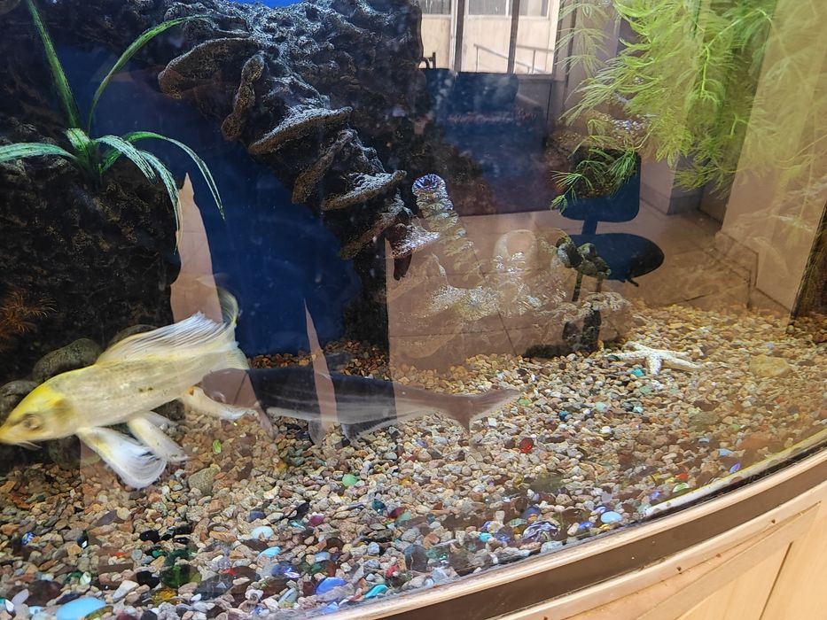 Аквариум баликлари сотилади