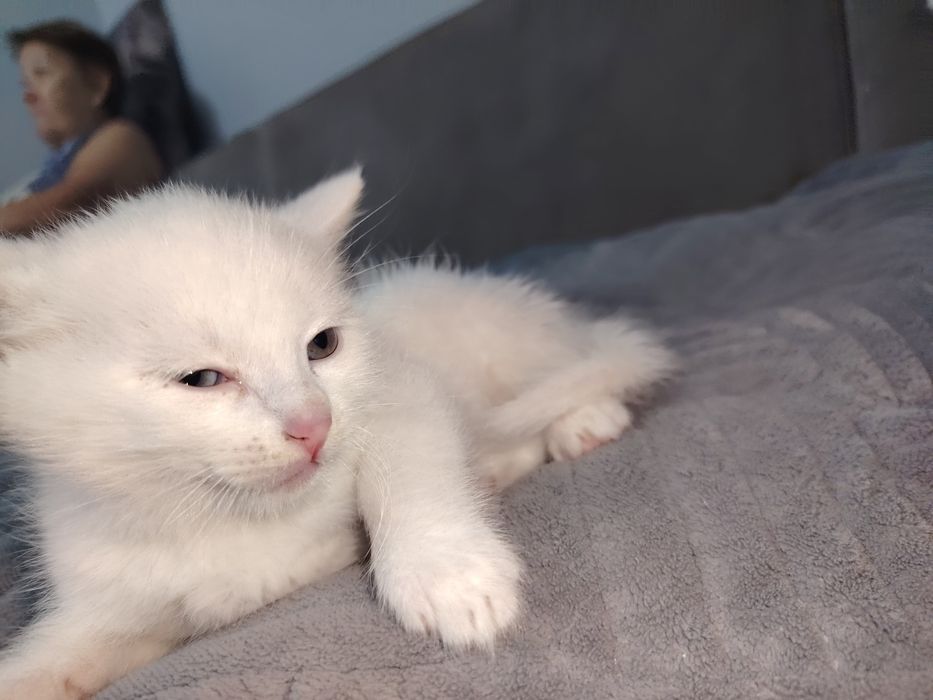 Котята отдам даром
