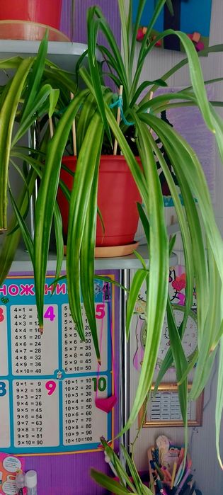 Продам Хлорофитум