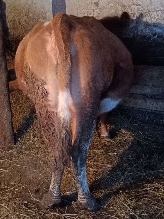 Vând vaca de 8 ani gestanta la 1februarie împlinește vremea