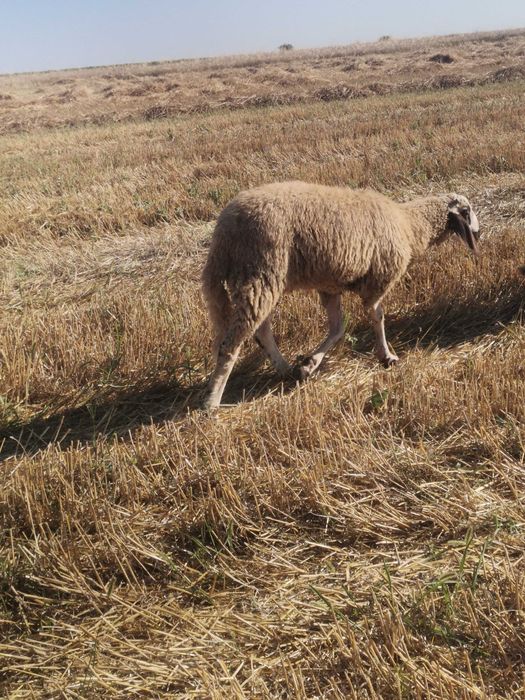 Vând berbecuti metisi de bergamasca cu carabas preț 25 lei pe kg în viu
