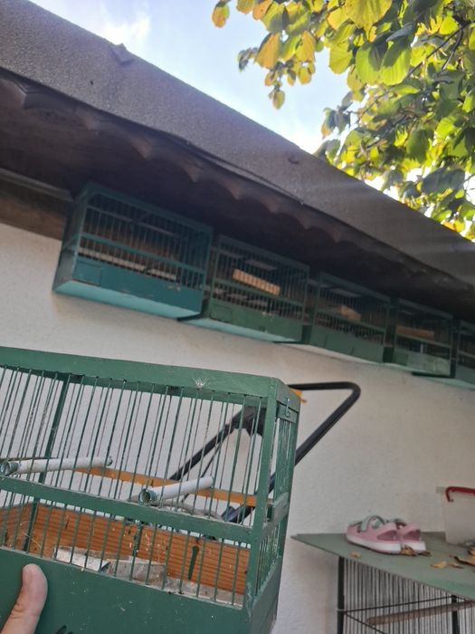 Vand 12 colivi pentru pasari mici