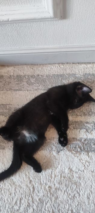 Отдам котенка в добрые руки