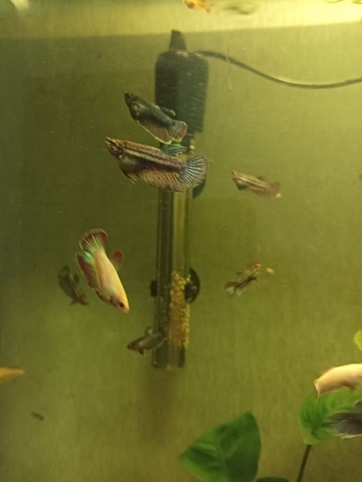 Петушок самка сотилади