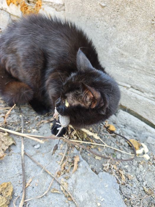 Котята домашние!!!