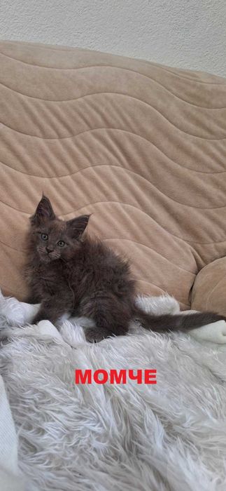Котенца Мейн Куун