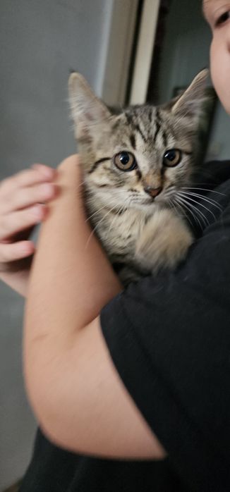 Котята от породистой кошки