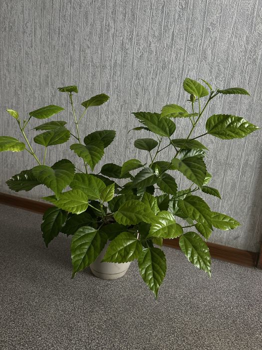 Продам цветы комнатные