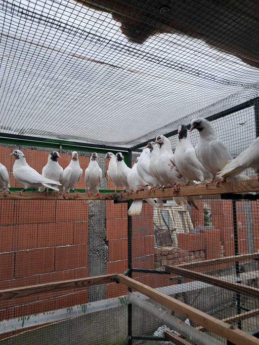 Продавам Палбелий