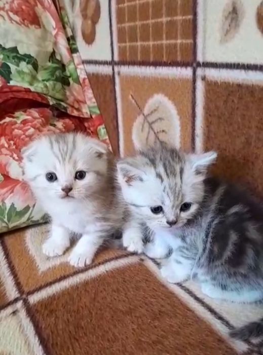 Шотландцы мраморного окраса.