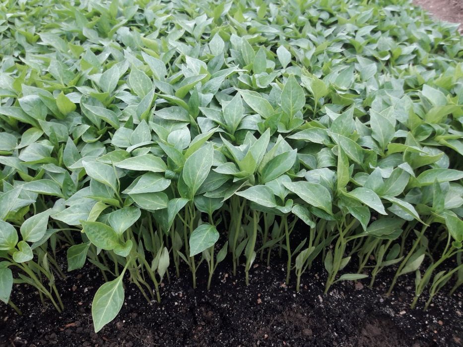 Продавам разсад за Пипер,Домати, Краставици и др.