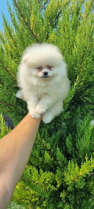 Померан момчета ..