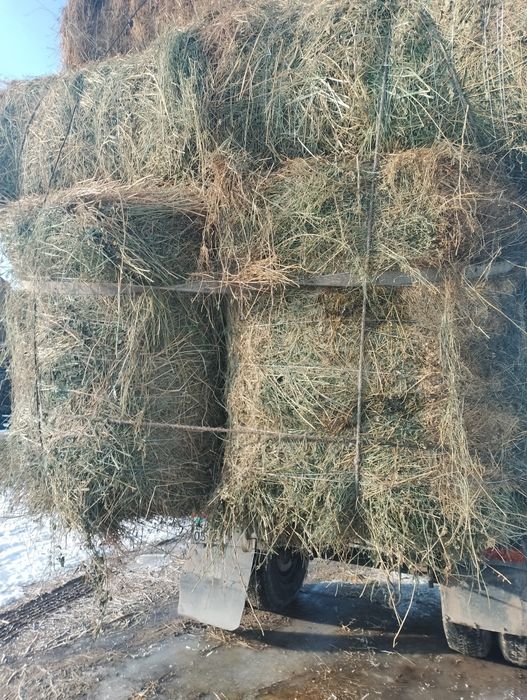 сено люцерна жоношка урлон