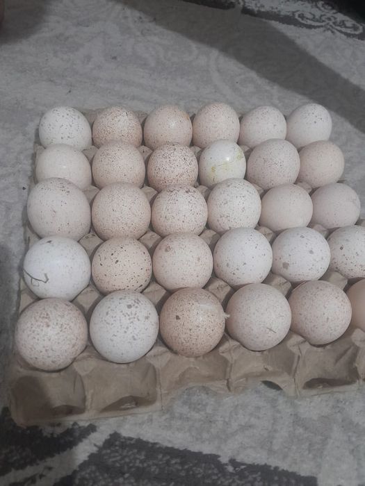 Яйцо Белого Широкогрудого Индюка для Инкубатора!