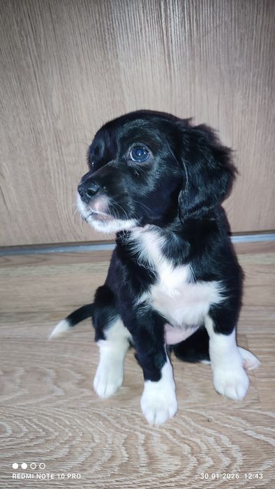 Спаниели. Щенки спаниеля