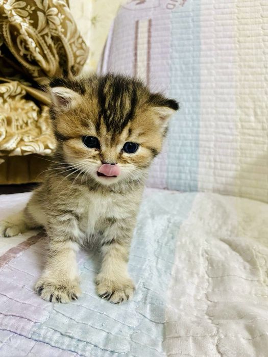 Британские шиншиллы чистокровные