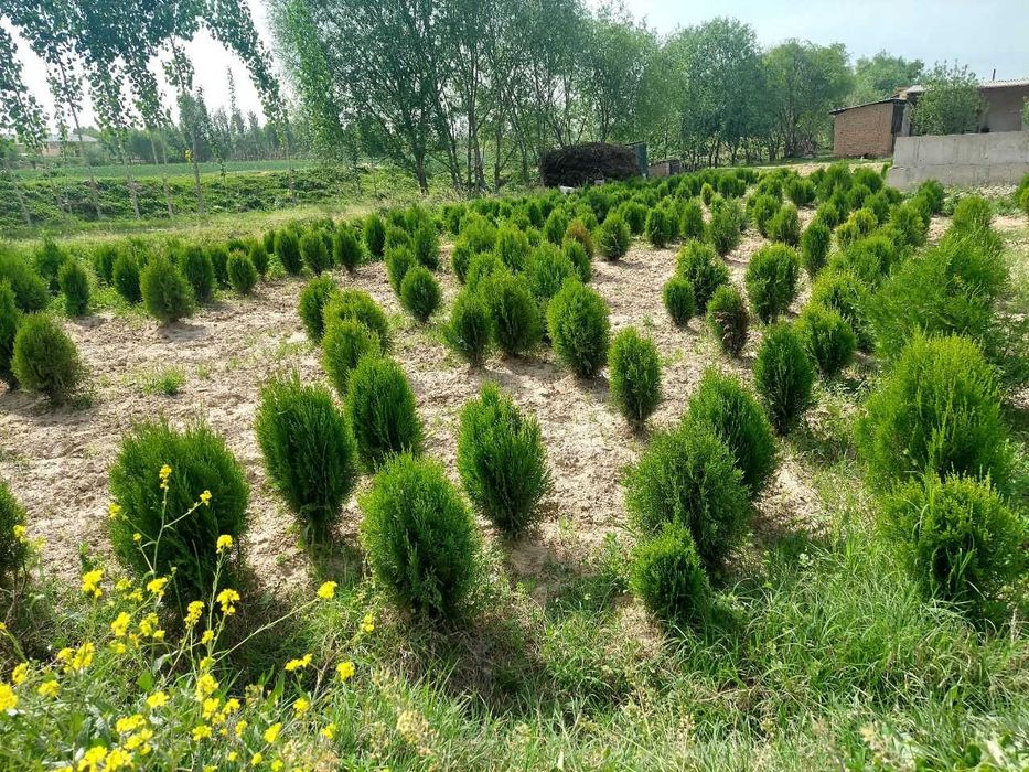 Туя навли арча кучатлари сотилади