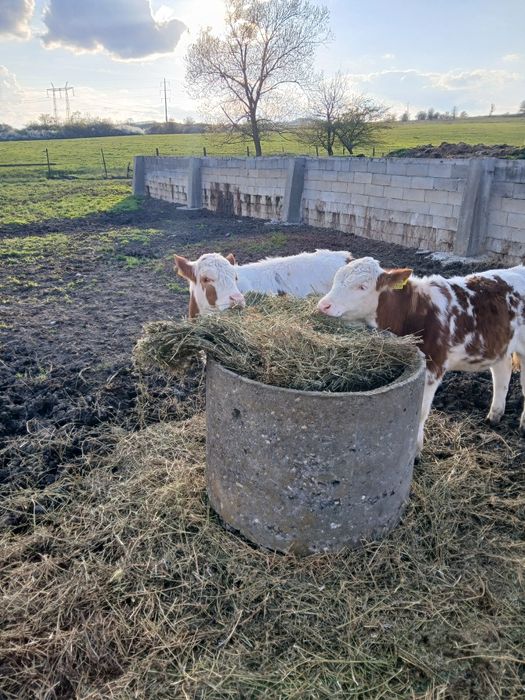 Vând 2 vitele de 4 luni