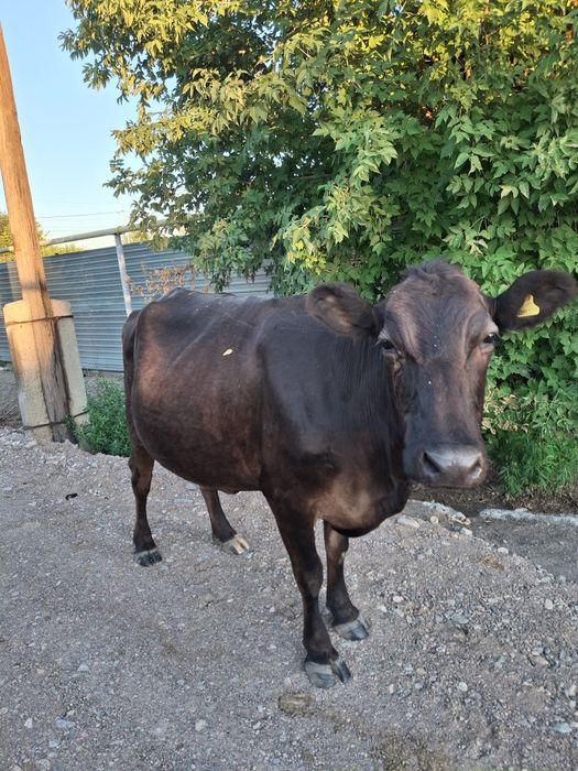 Продам корову стельную