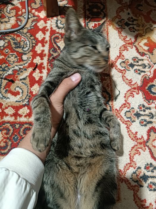 Mushuk sotiladi yolbars