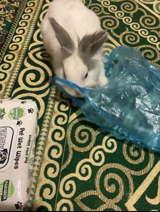 продам декоротивного кролика