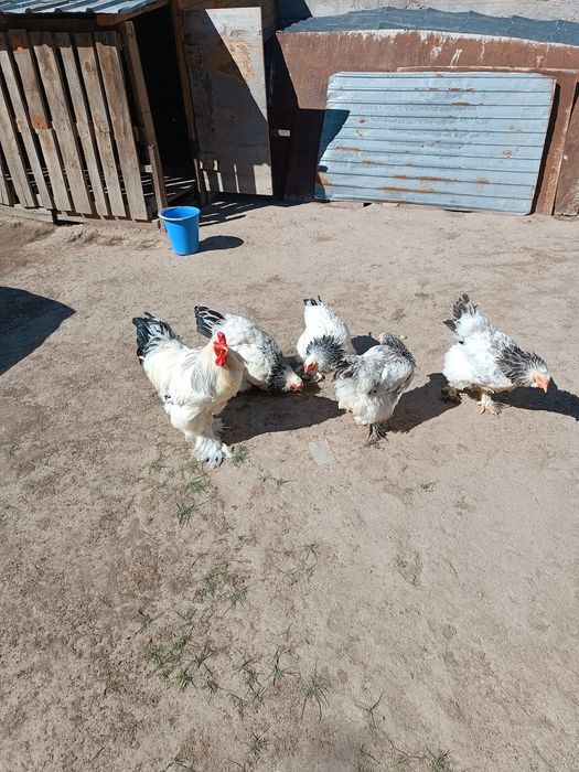 Продам курей брама