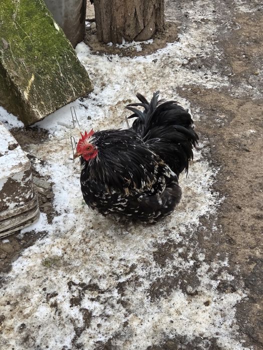 Vând cocoși pitici